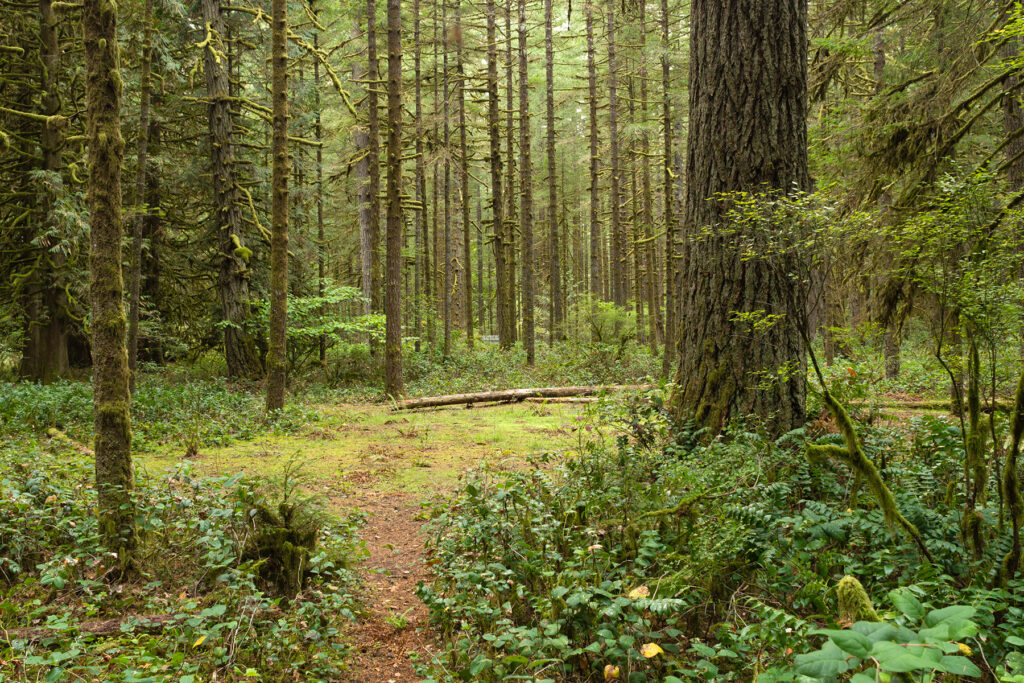 Metro Portland: Crisis & Emergency Response Communication Plan