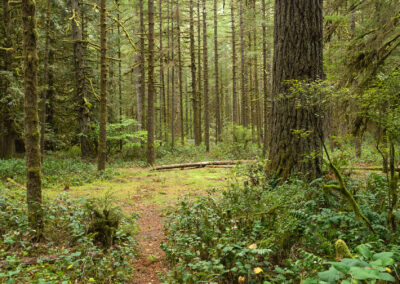 Metro Portland: Crisis & Emergency Response Communication Plan